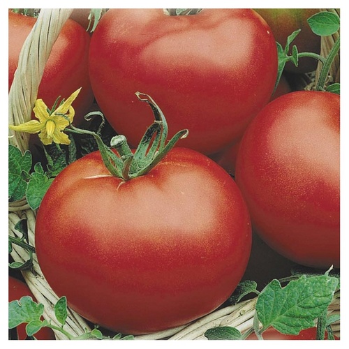 Die besten Tomaten für Gewächshäuser