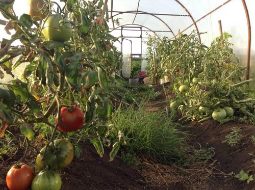 Die besten Tomaten für Gewächshäuser