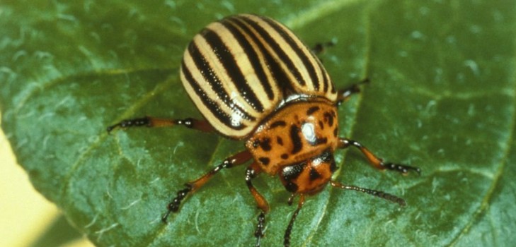 Übersee Eindringling: effektive Methoden zur Bekämpfung der Kartoffelkäfer
