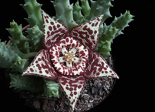 Stapelia: Foto und Pflege zu Hause