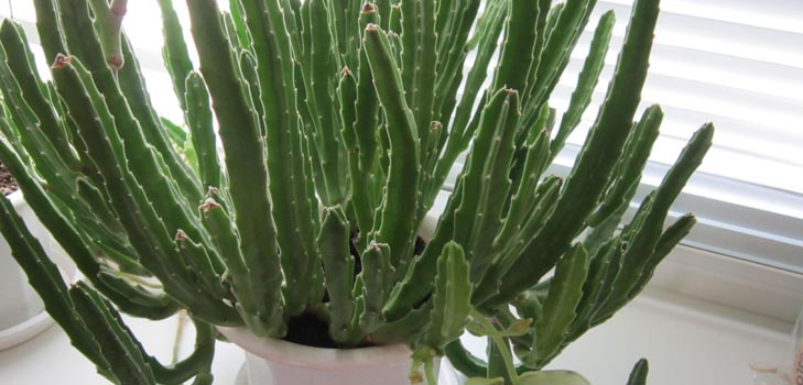 Stapelia: richtige Pflege zu Hause, schöne Blumenfotos