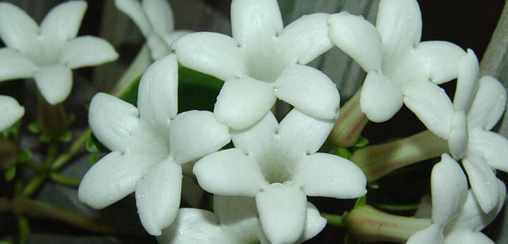 Stephanotis: Pflege und Foto