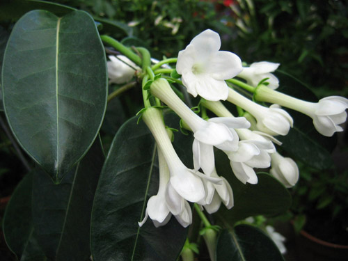 Wie man sich um die Stephanotis von Floribunda kümmert