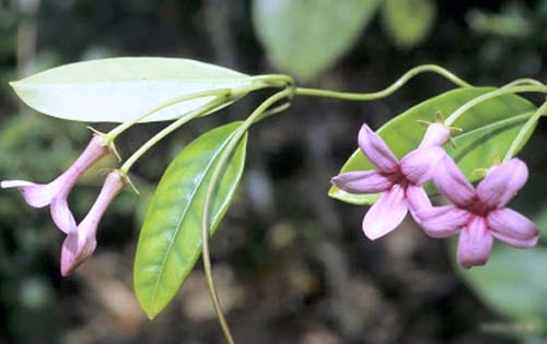 Transplantierender Jasmin aus Madagaskar