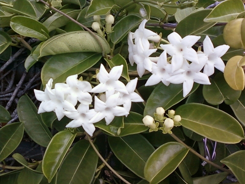 Stephanotis: Pflege und Foto