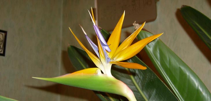 Strelitzia royal: Foto und richtige Pflege zu Hause