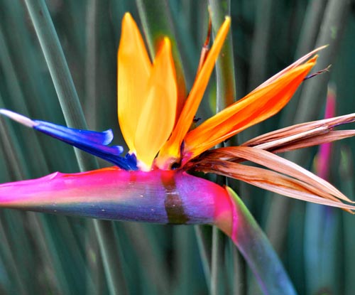 Strelitzia: Foto und Pflege zu Hause