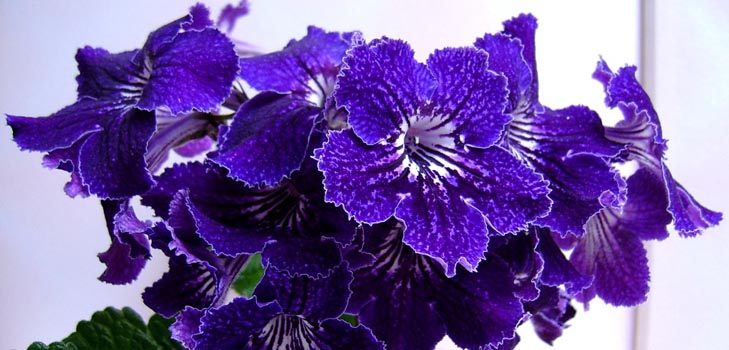 Streptokarpus