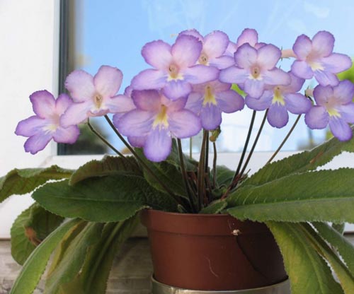 Streptokarpus