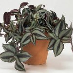 Tradescantia: Beschreibung und Pflege Tradescantia: Beschreibung und Pflege