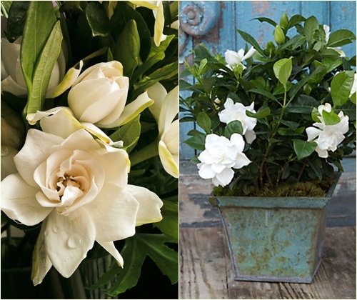 Pflege für Gardenia zu Hause, Foto Pflege für Gardenia zu Hause, Foto