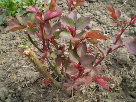 Rosenpflege nach dem Winter Rosenpflege nach dem Winter