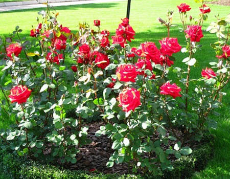 Rosenpflege nach dem Winter