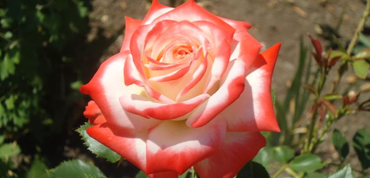 Wie man sich richtig um Gartenrosen kümmert