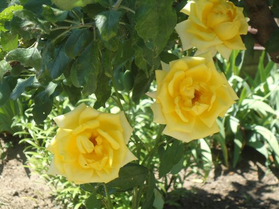 Pflege für Gartenrosen - die Grundregeln. Pflege von Gartenrosen und Pflanzempfehlungen.