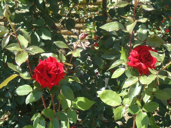 Wie man sich richtig um Gartenrosen kümmert