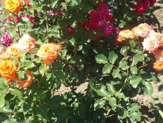 Wie man sich richtig um Gartenrosen kümmert
