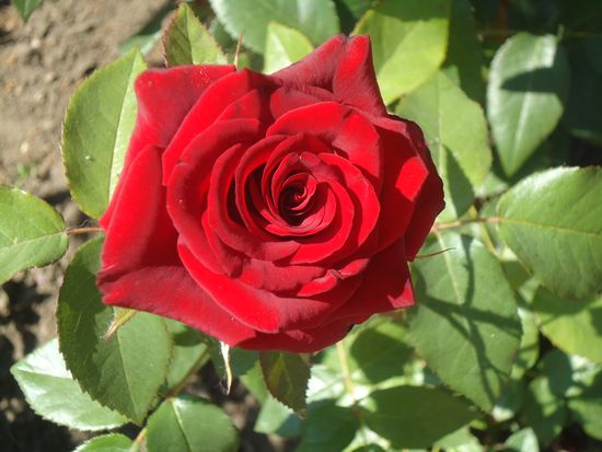 Wie man sich richtig um Gartenrosen kümmert