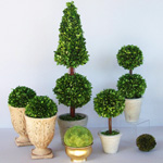 Pflege für Topiary Pflege für Topiary