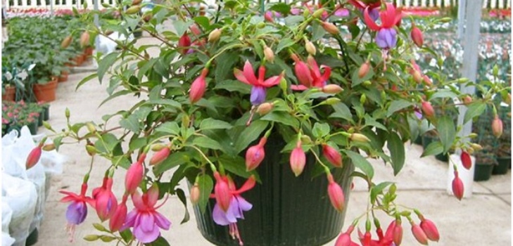 Fuchsia Blume