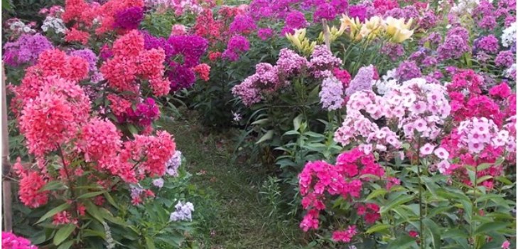 Phlox im Garten