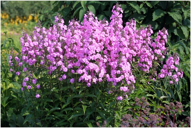 Busch Phlox