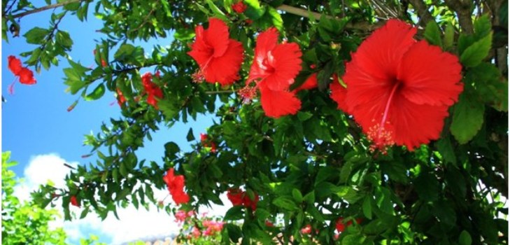 Hibiskusblüten