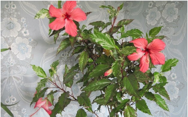 Hibiskus im Haus