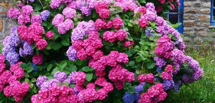 Blumen Hortensien