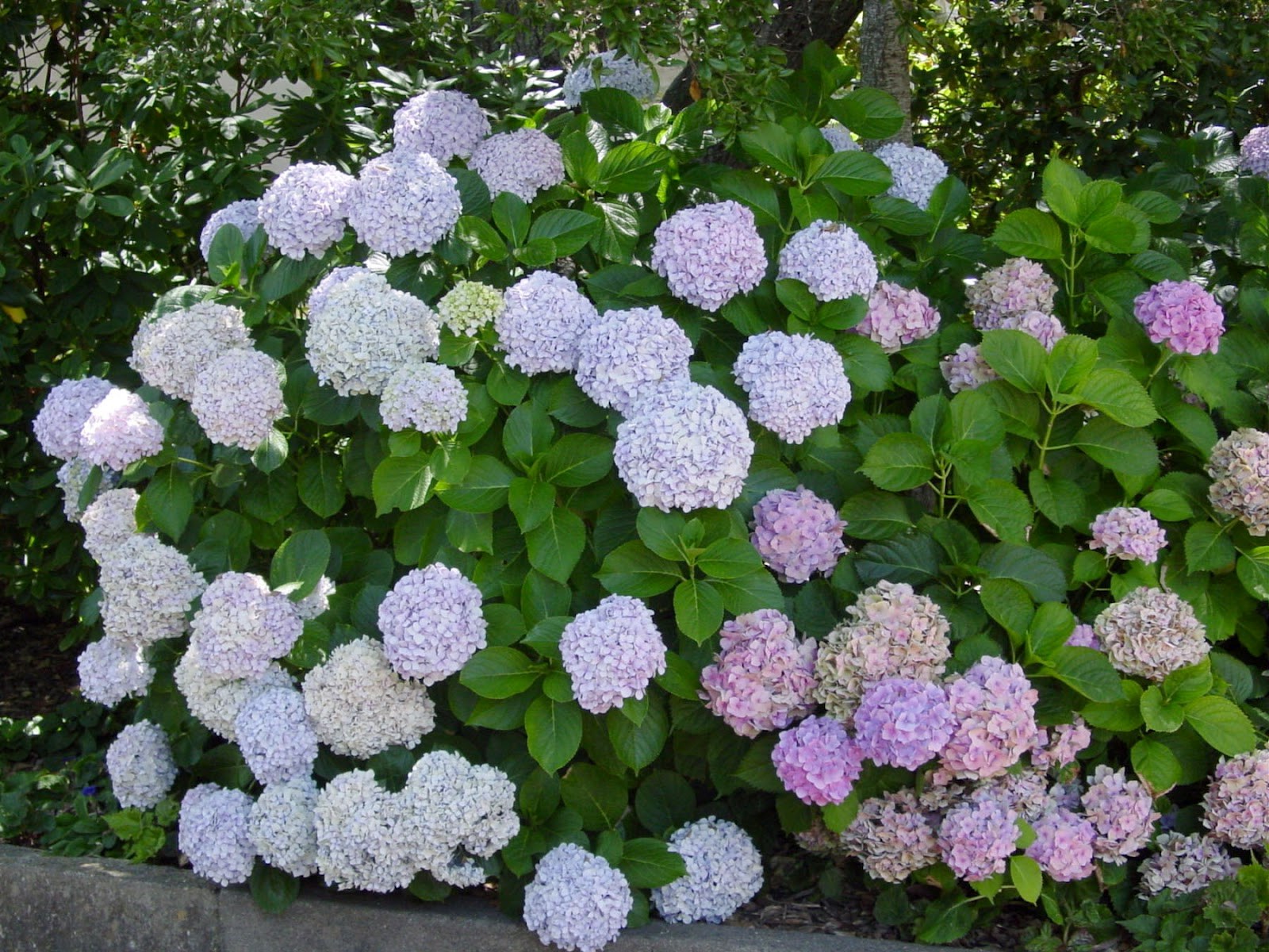 Busch der Hortensie