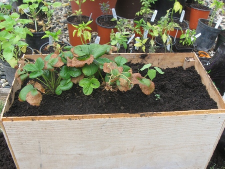 Wachsen Sie Erdbeeren und Erdbeeren auf der Fensterbank