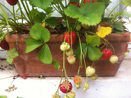 Wachsen Sie Erdbeeren und Erdbeeren auf der Fensterbank