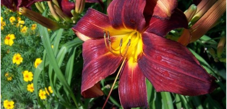 Blume des Tageskindes