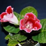 Anbau von Gloxinen