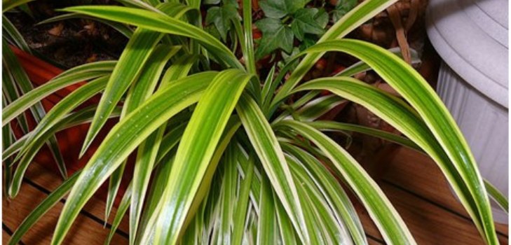 Chlorophytum Pflanze