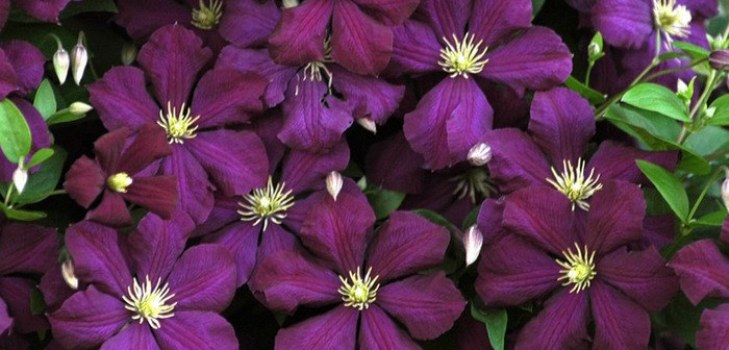 Clematis-Blüten