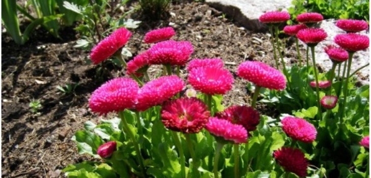Blumen von Gänseblümchen