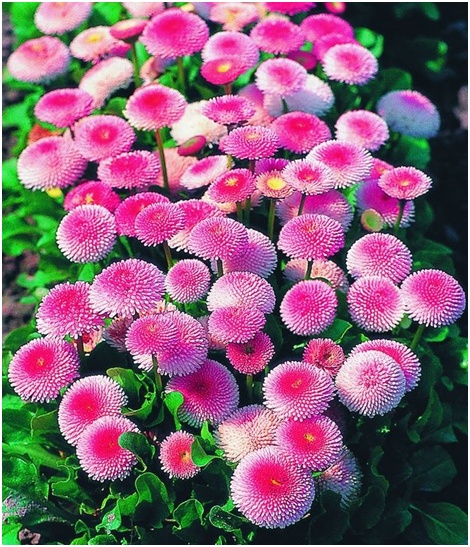 viele Gänseblümchen