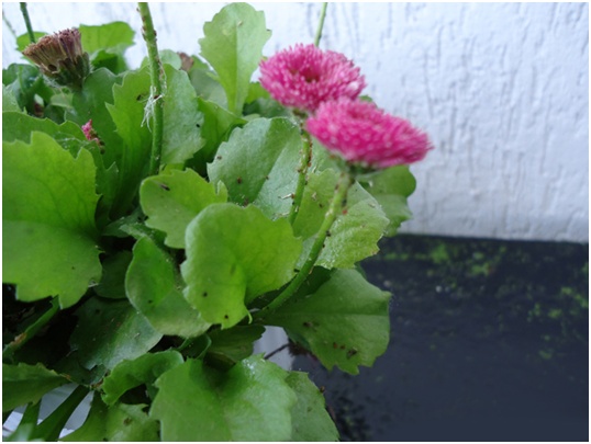 Wachsen und pflegen von Gänseblümchen