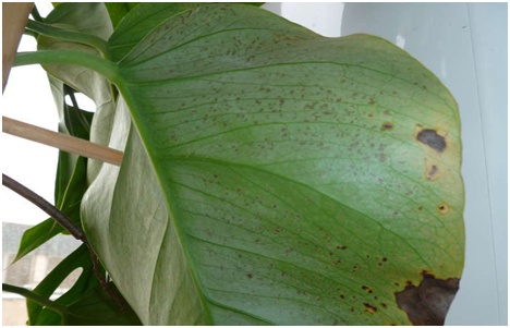 kranke Monstera