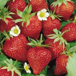 Wachsende Erdbeeren und Erdbeeren