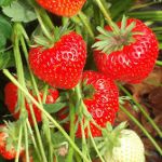 Wachsende Erdbeeren auf niederländischer Technologie