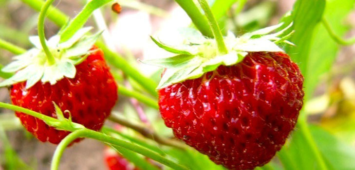 Wachsende Erdbeeren in einem Gewächshaus