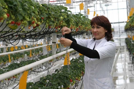 Wachsende Erdbeeren in einem Gewächshaus