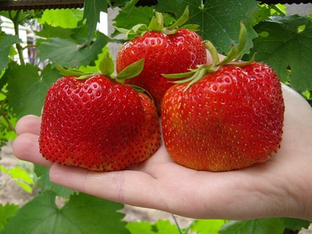 Wachsende Erdbeeren in einem Gewächshaus