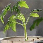 Wachsende Tomatensetzlinge