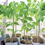 Wachsende Tomatensetzlinge