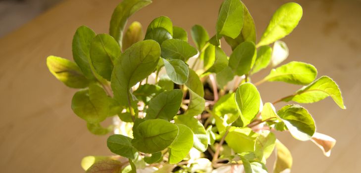 Anbau von Rucola zu Hause Bedingungen