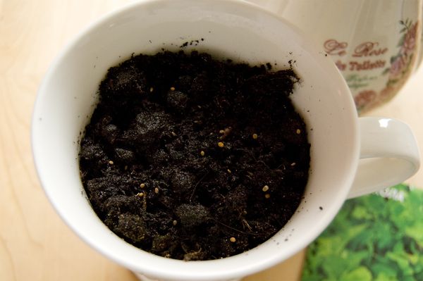 Anbau von Rucola zu Hause Bedingungen