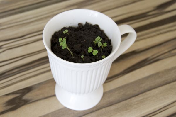 Anbau von Rucola zu Hause Bedingungen